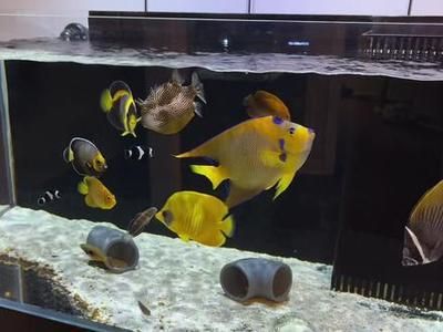 關于觀賞魚的好評文案（如何挑選高品質觀賞魚）
