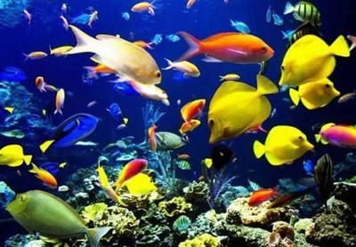 水族館開(kāi)業(yè)宣傳語(yǔ)朋友圈：水族館開(kāi)業(yè)大酬賓