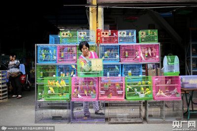 廣東最大水族批發(fā)市場在哪里（廣東最大水族批發(fā)市場是廣州黃沙大道西豬欄路27號） 廣東最大水族批發(fā)市場在哪里（廣東最大水族批發(fā)市場是廣州黃沙大道西豬欄路27號） 觀賞魚百科 第4張