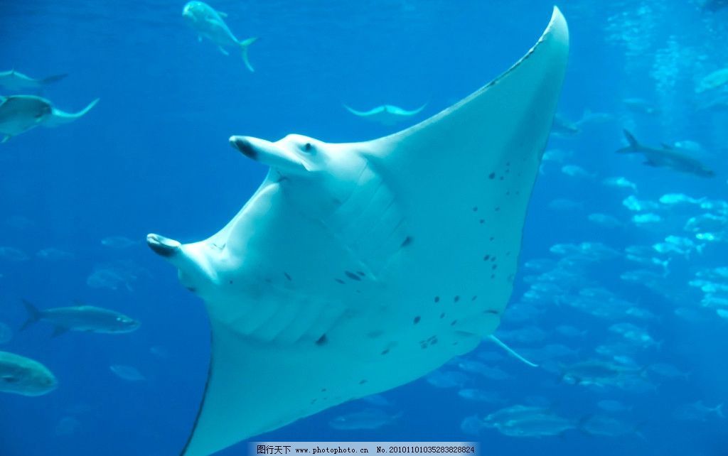 魟魚肚皮發紅：魟魚肚皮發紅可能是由于以下幾個原因引起的