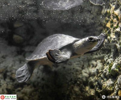 豬鼻龜好養嗎怎么養：豬鼻龜怎么養飼養豬鼻龜的5大注意事項,豬鼻龜怎么養