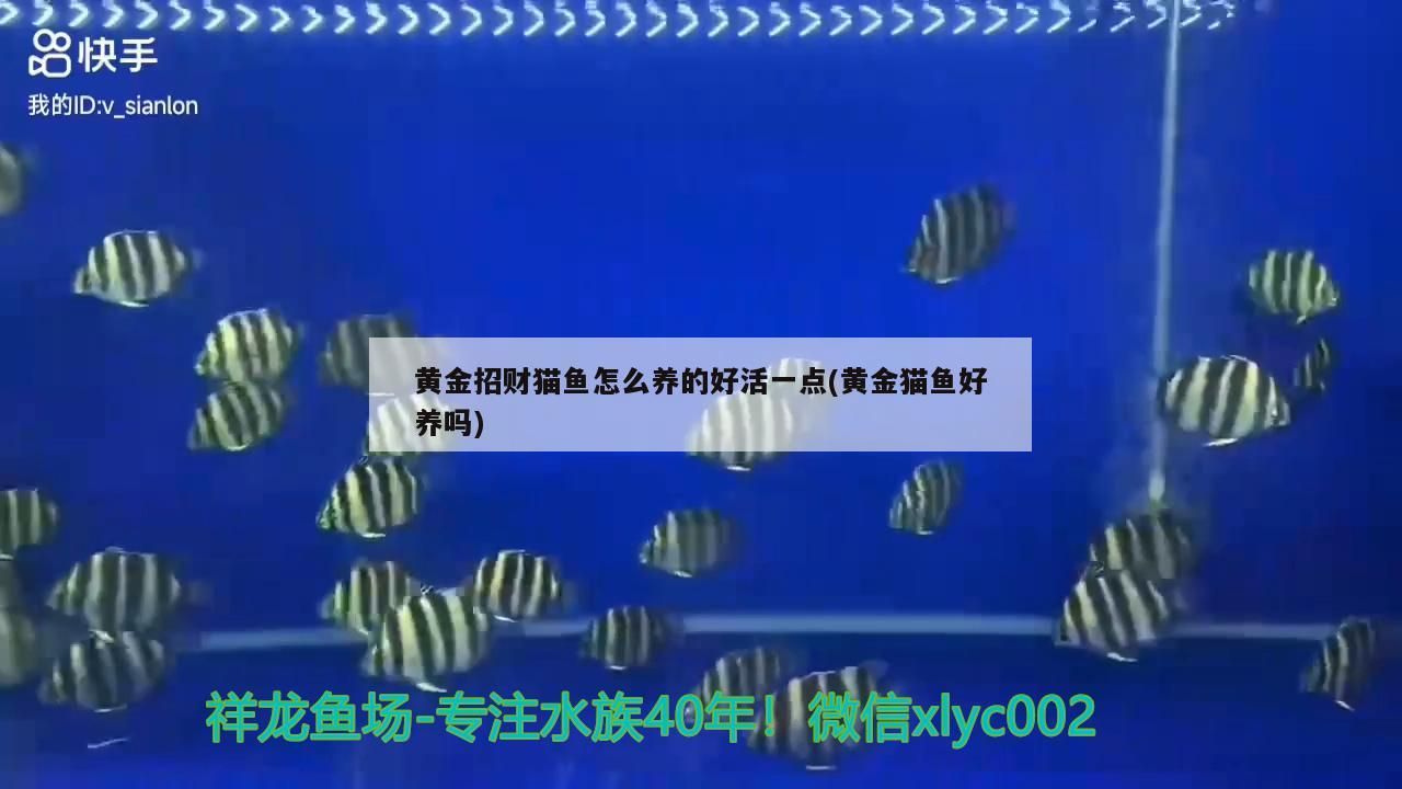 黃金招財貓魚怎么養的好活一點(黃金貓魚好養嗎)