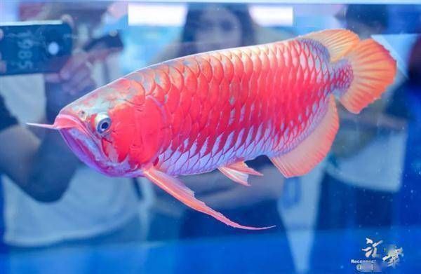 銀龍魚有幾種顏色(金龍魚有幾種顏色)