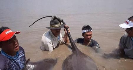 魟魚扎人：[需手動填充]魚為什么會扎人？