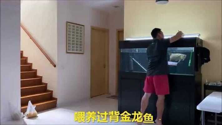 過背金龍魚可以吃嗎：\"過背金龍魚可以吃嗎過背金龍魚的飼養注意事項