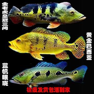 紅老虎魚活餌喂養安全性，紅老虎魚活餌喂養注意事項 紅老虎魚活餌喂養安全性，紅老虎魚活餌喂養注意事項 虎魚百科 第3張