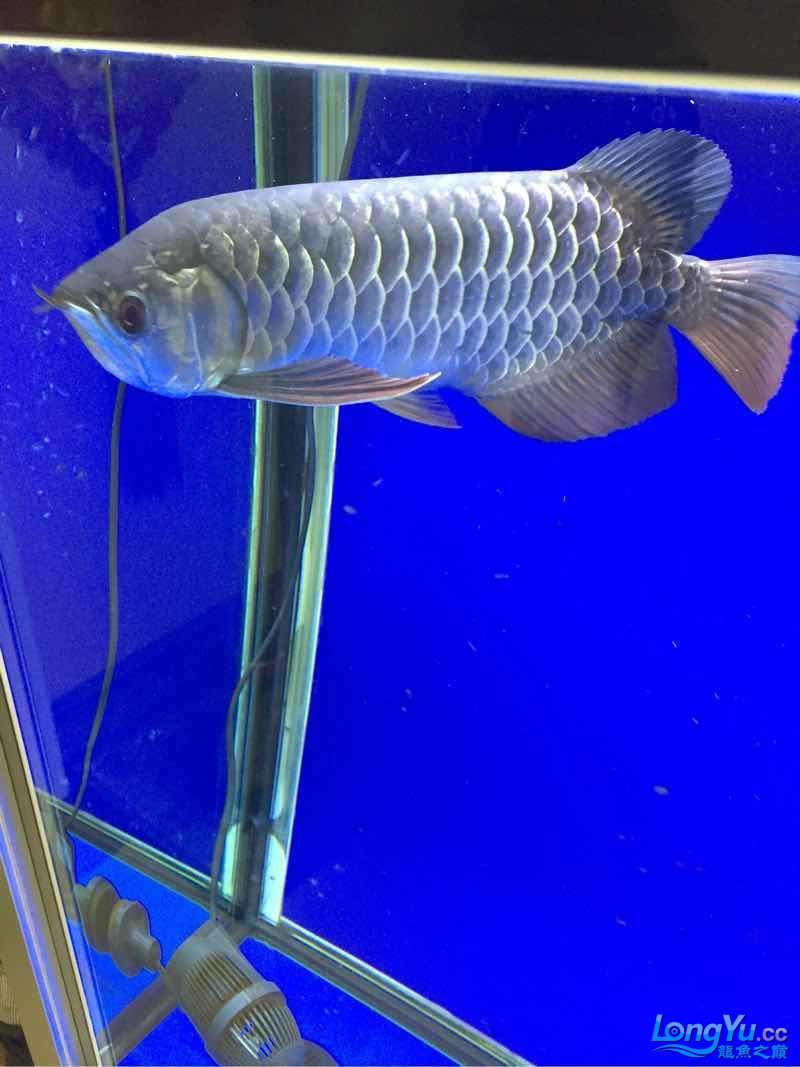 拍照也就這技術了 拍照也就這技術了 錦鯉魚百科 第1張