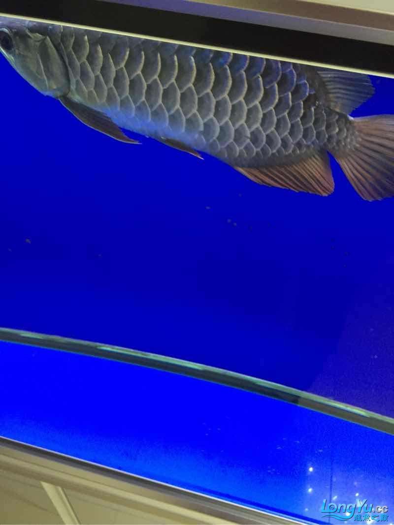 拍照也就這技術了 拍照也就這技術了 錦鯉魚百科 第2張