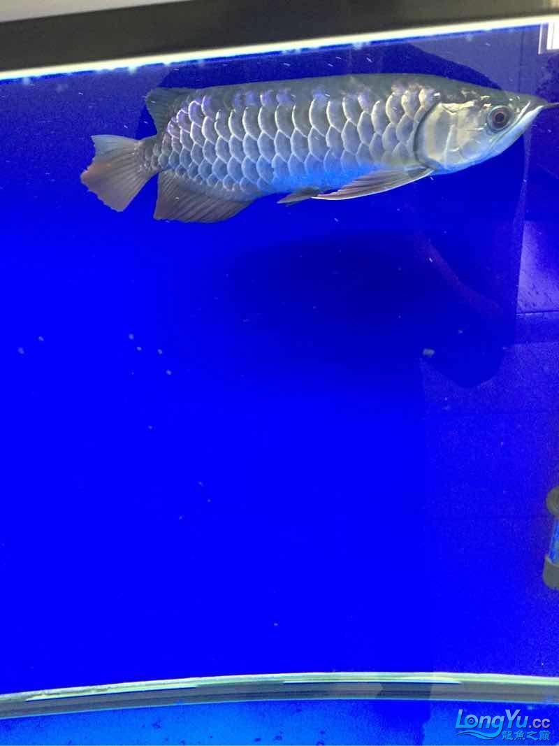 拍照也就這技術了 拍照也就這技術了 錦鯉魚百科 第3張