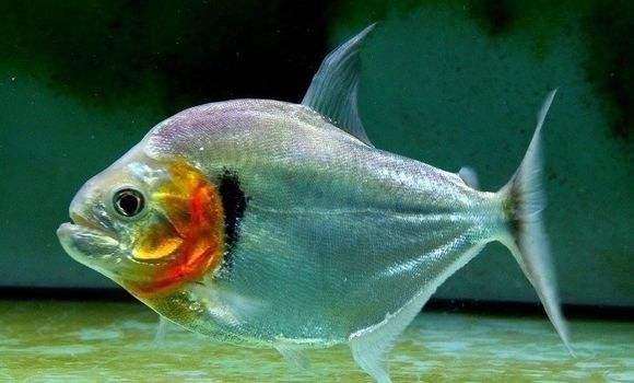 布蘭格迪魚缸，布蘭格迪魚缸價格對比布蘭格迪魚缸價格對比