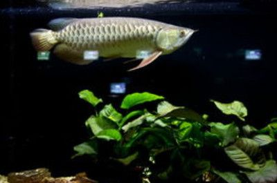 過背金龍魚可以吃嗎圖片：過背金龍魚是否可以食用