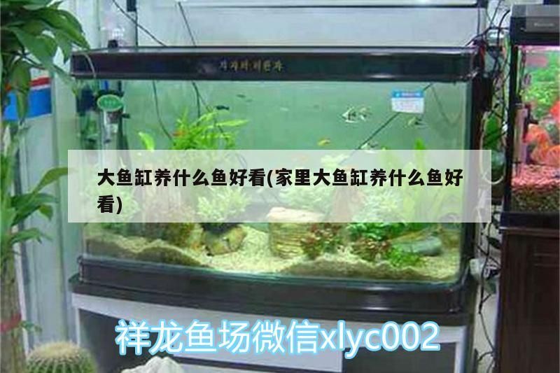 大魚缸養什么魚好看(家里大魚缸養什么魚好看) 大魚缸養什么魚好看(家里大魚缸養什么魚好看) 錦鯉魚百科 第2張