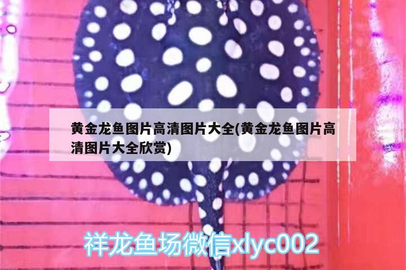 大魚缸養什么魚好看(家里大魚缸養什么魚好看) 大魚缸養什么魚好看(家里大魚缸養什么魚好看) 錦鯉魚百科 第3張