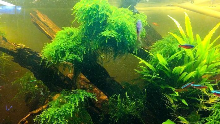 觀賞魚(yú)可以在網(wǎng)上買嗎安全嗎（網(wǎng)上購(gòu)買觀賞魚(yú)安全嗎）