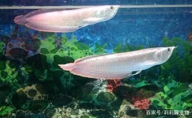 龍魚撞缸vs祥龍魚場：如何預防龍魚撞缸