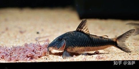 珠海水族館 龍魚世家水族館專注：珠海水族館之選，龍魚世家，品質之贊