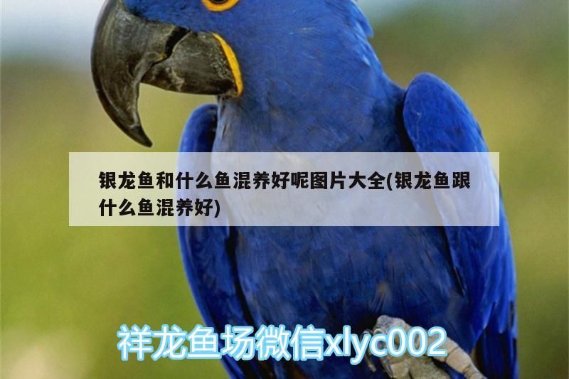 銀龍魚(yú)和什么魚(yú)混養(yǎng)好呢圖片大全(銀龍魚(yú)跟什么魚(yú)混養(yǎng)好)
