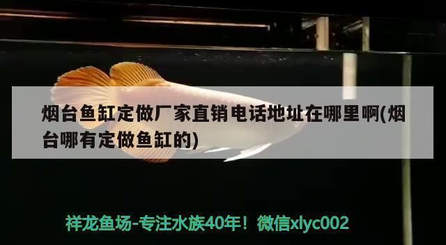 煙臺龍魚vs煙臺水族批發市場vs煙臺水族館vs煙臺魚缸批發市場vs祥龍魚場：煙臺水族批發市場