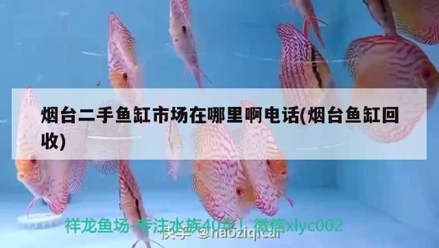 煙臺龍魚vs煙臺水族批發(fā)市場vs煙臺水族館vs煙臺魚缸批發(fā)市場vs祥龍魚場：煙臺水族批發(fā)市場