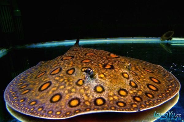 魟魚24小時開燈：[需手動填充]魚可以24小時開燈嗎，魟魚可以24小時開燈嗎