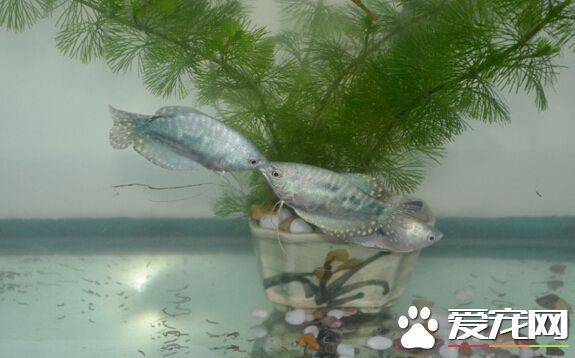 2米的魚缸做多寬：2米長的魚缸寬和高多少比較合適魚缸的尺寸為多少合適