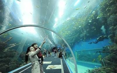 開一家水族館賺錢嗎知乎：開設(shè)水族館的盈利前景如何
