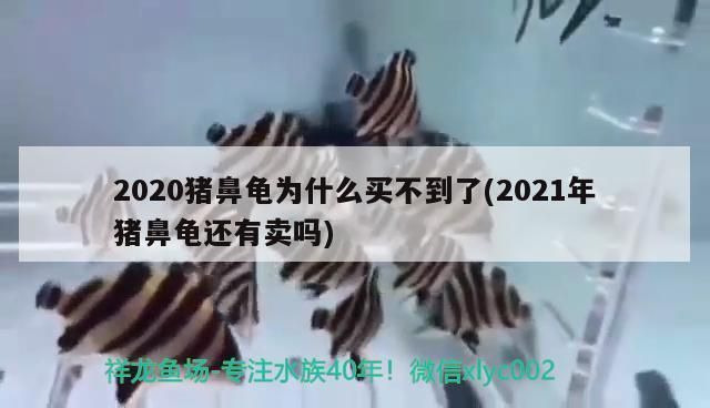 豬鼻龜的價格走勢：豬鼻龜價格與品相、血統、血統、血統、年齡等因素有關