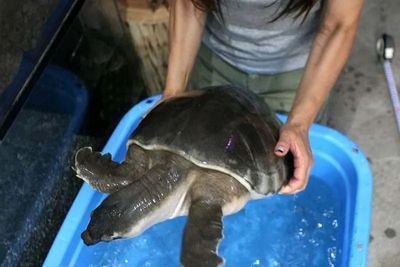 豬鼻龜蛋多大：怎樣挑選豬鼻龜蛋的市場價值 豬鼻龜蛋多大：怎樣挑選豬鼻龜蛋的市場價值 豬鼻龜百科 第5張