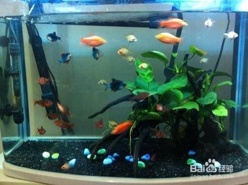 清理魚缸服務，如何選擇魚缸清洗服務提供商
