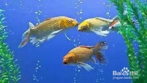 清理魚缸服務，如何選擇魚缸清洗服務提供商