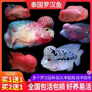 觀(guān)賞魚(yú)羅漢魚(yú)苗多少錢(qián)一條?。_漢魚(yú)苗價(jià)格因品種、品質(zhì)、市場(chǎng)走向等因素而異）