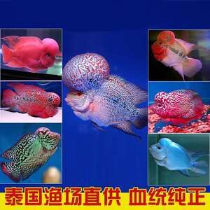 觀賞魚羅漢魚苗多少錢一條啊（羅漢魚苗價格因品種、品質、市場走向等因素而異）