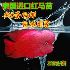觀賞魚羅漢魚苗多少錢一條啊（羅漢魚苗價格因品種、品質、市場走向等因素而異）