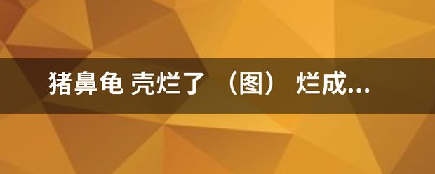 豬鼻龜身上白色腐爛怎么辦啊圖片:豬鼻龜背甲白色腐爛怎么辦 豬鼻龜百科 第7張 豬鼻龜身上白色腐爛怎么辦啊圖片:豬鼻龜背甲白色腐爛怎么辦 豬鼻龜身上白色腐爛怎么辦啊圖片:豬鼻龜背甲白色腐爛怎么辦 豬鼻龜百科 第7張