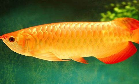 龍魚適應的ph值是多少vs祥龍魚場：第28屆中國國際寵物水族展覽會cips)祥龍魚場介紹