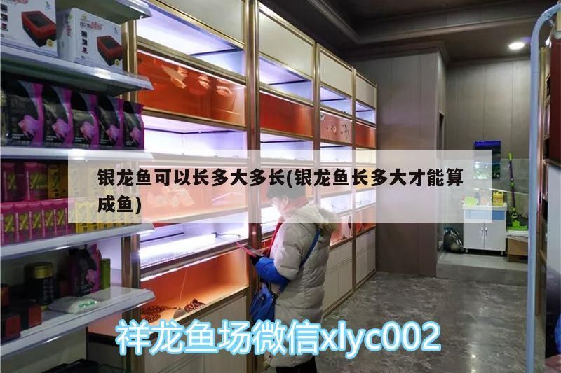 銀龍魚可以長多大多長(銀龍魚長多大才能算成魚) 銀龍魚可以長多大多長(銀龍魚長多大才能算成魚) 銀龍魚百科 第3張