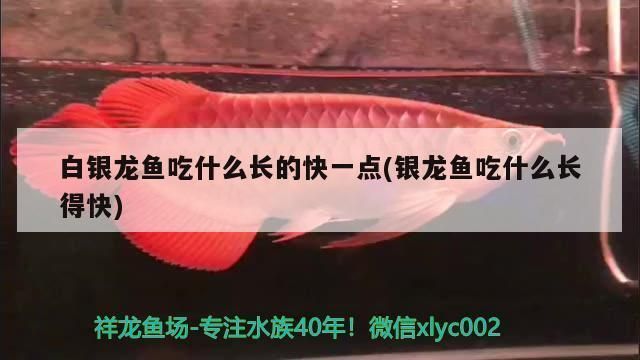 龍魚吃什么長的快一點呢vs祥龍魚場：祥龍魚場龍魚飼料品種 龍魚吃什么長的快一點呢vs祥龍魚場：祥龍魚場龍魚飼料品種 vs祥龍魚場 第4張