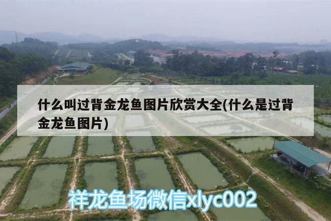 什么叫過背金龍魚圖片欣賞大全(什么是過背金龍魚圖片) 金龍魚百科 第3張 什么叫過背金龍魚圖片欣賞大全(什么是過背金龍魚圖片) 什么叫過背金龍魚圖片欣賞大全(什么是過背金龍魚圖片) 金龍魚百科 第3張