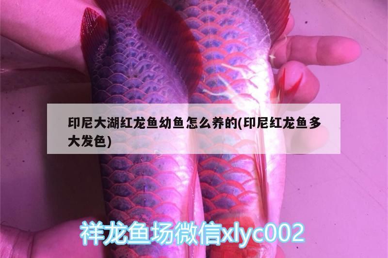 印尼大湖紅龍魚幼魚怎么養的(印尼紅龍魚多大發色)
