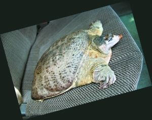 豬鼻龜真的可以和龍魚混養(yǎng)么嗎：豬鼻龜和豬鼻龜可以混養(yǎng)嗎，豬鼻龜和豬鼻龜混養(yǎng)需要注意什么