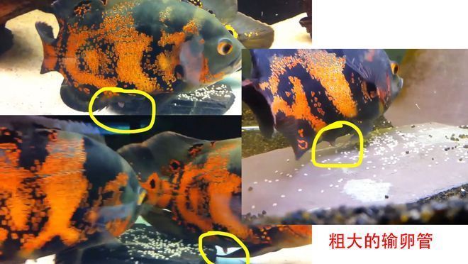 鄭州魚缸搬運公司電話地址（鄭州魚缸搬運公司電話地址是多少） 鄭州魚缸搬運公司電話地址（鄭州魚缸搬運公司電話地址是多少） 豬鼻龜百科 第3張