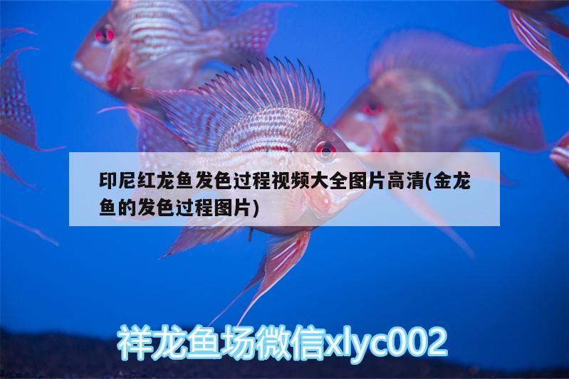 印尼紅龍魚發色過程視頻大全圖片高清(金龍魚的發色過程圖片)