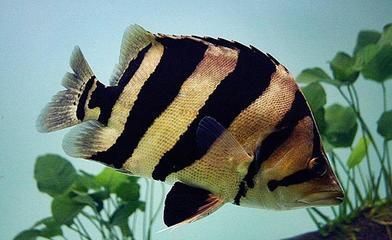 泰國虎魚性格差異表現，泰國虎魚性格特點在不同的生長階段和環境下有所差異 泰國虎魚性格差異表現，泰國虎魚性格特點在不同的生長階段和環境下有所差異 虎魚百科 第3張