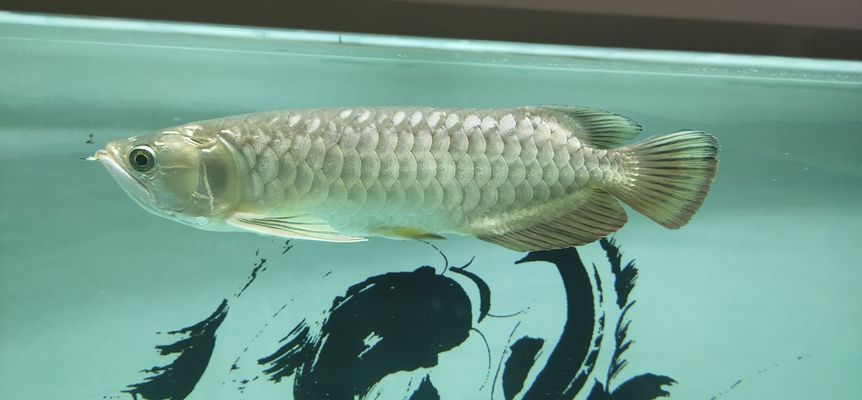 巴音郭楞蒙古自治州龍魚(yú)vs巴音郭楞蒙古自治州水族批發(fā)市場(chǎng)vs巴音郭楞蒙古自治州水族館vs巴音郭楞蒙古自治州魚(yú)缸批發(fā)市場(chǎng)vs祥龍魚(yú)場(chǎng)：巴音郭楞蒙古自治州龍魚(yú)、水族批發(fā)市場(chǎng) 巴音郭楞蒙古自治州龍魚(yú)vs巴音郭楞蒙古自治州水族批發(fā)市場(chǎng)vs巴音郭楞蒙古自治州水族館vs巴音郭楞蒙古自治州魚(yú)缸批發(fā)市場(chǎng)vs祥龍魚(yú)場(chǎng)：巴音郭楞蒙古自治州龍魚(yú)、水族批發(fā)市場(chǎng) 祥龍魚(yú)場(chǎng)各市分站 第1張