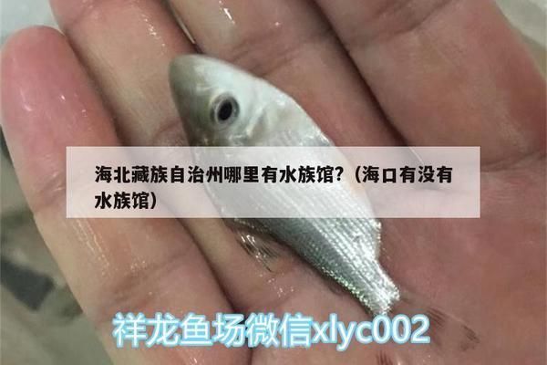 巴音郭楞蒙古自治州龍魚(yú)vs巴音郭楞蒙古自治州水族批發(fā)市場(chǎng)vs巴音郭楞蒙古自治州水族館vs巴音郭楞蒙古自治州魚(yú)缸批發(fā)市場(chǎng)vs祥龍魚(yú)場(chǎng)：巴音郭楞蒙古自治州龍魚(yú)、水族批發(fā)市場(chǎng) 巴音郭楞蒙古自治州龍魚(yú)vs巴音郭楞蒙古自治州水族批發(fā)市場(chǎng)vs巴音郭楞蒙古自治州水族館vs巴音郭楞蒙古自治州魚(yú)缸批發(fā)市場(chǎng)vs祥龍魚(yú)場(chǎng)：巴音郭楞蒙古自治州龍魚(yú)、水族批發(fā)市場(chǎng) 祥龍魚(yú)場(chǎng)各市分站 第5張