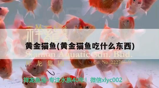 黃金貓魚(黃金貓魚吃什么東西)
