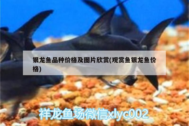 銀龍魚品種價格及圖片欣賞(觀賞魚銀龍魚價格)