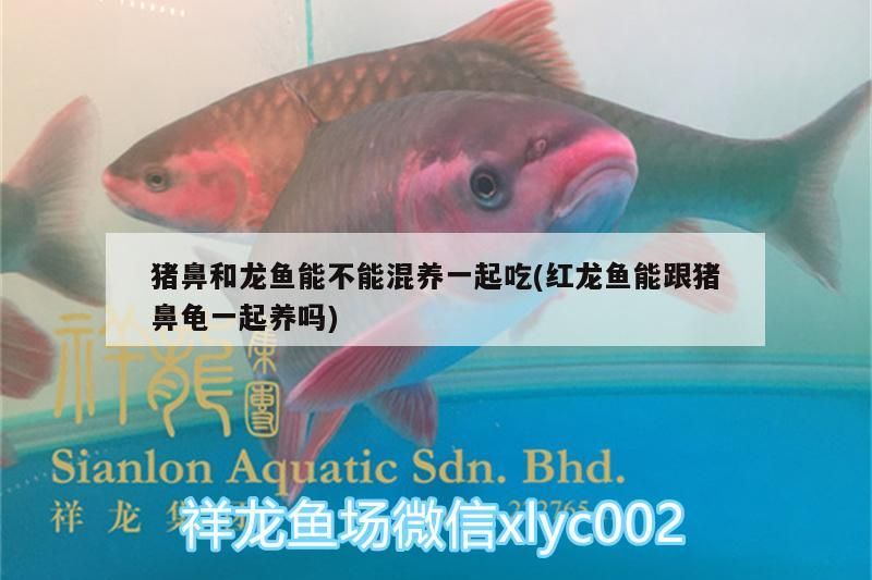 豬鼻和龍魚能不能混養(yǎng)一起吃(紅龍魚能跟豬鼻龜一起養(yǎng)嗎)