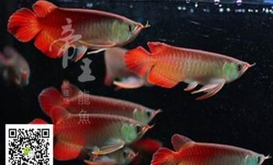 龍魚的飼養難度vs祥龍魚場：龍魚的飼養難度與祥龍魚場在養殖方面的優勢