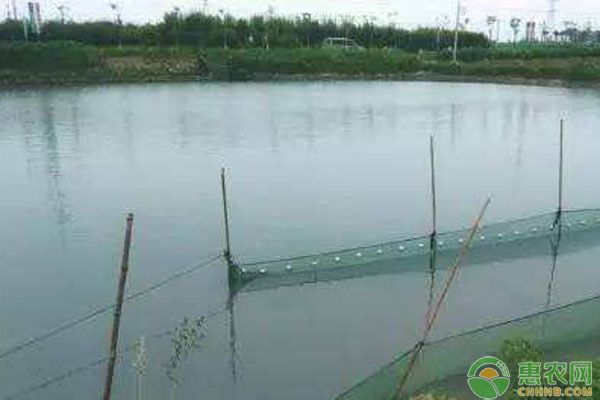 為什么魚缸綠藻長不到條狀藻（為什么魚缸綠藻長不到條狀藻呢）